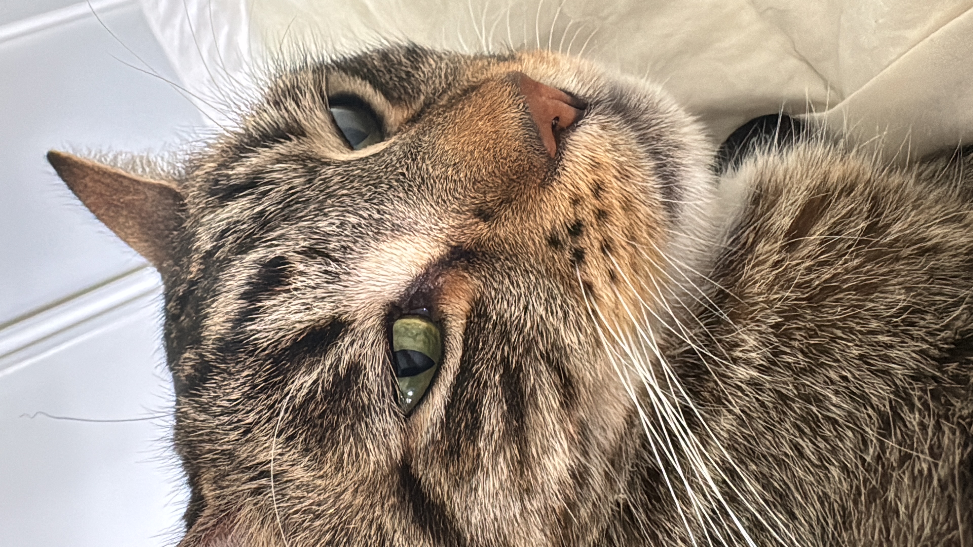 Test Cat Fillet